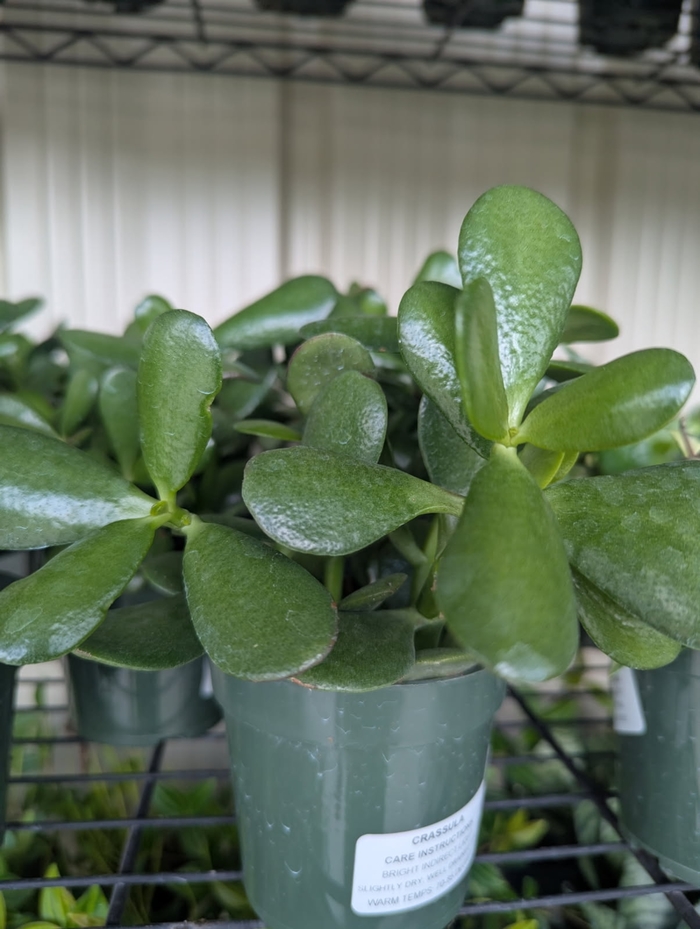 Jade Plant - Crassula ovata from Miller Landscaping Supply