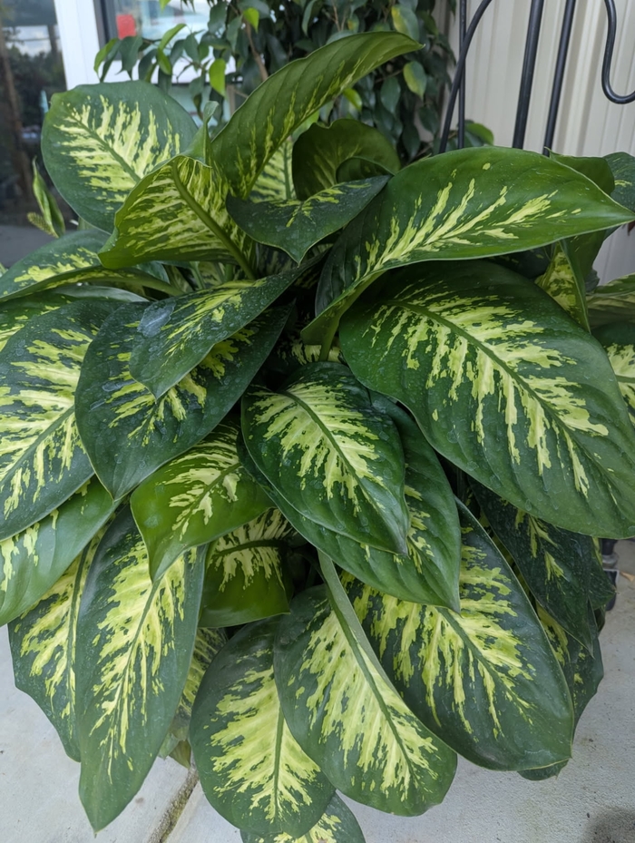 Tropic Snow - Dieffenbachia sequine from Miller Landscaping Supply