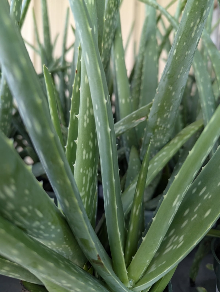Aloe Vera - Aloe barbadensis 'Miller' from Miller Landscaping Supply