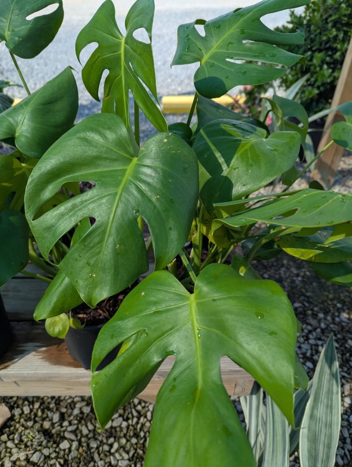 Swiss Cheese Plant - Monstera deliciosa from Miller Landscaping Supply