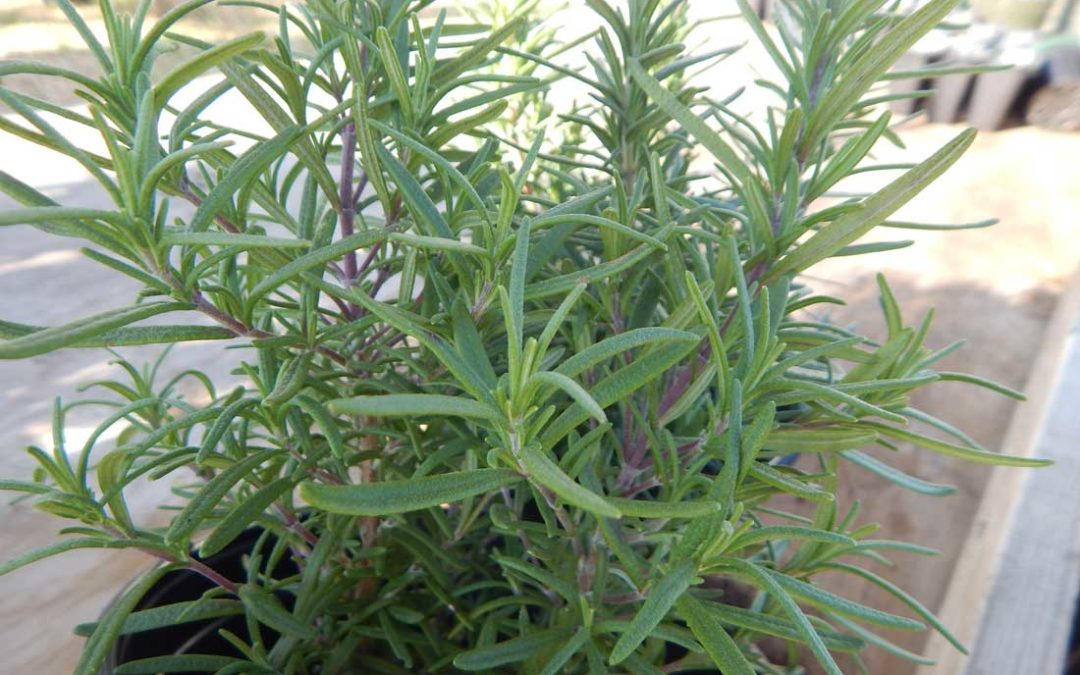 How to propagate Rosemary