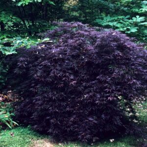 Acer Palmatum Var. Dissectum 'Crimson Queen' Japanese Maple