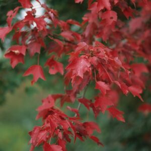 Acer Rubrum ''Autumn Blaze'' Red Maple