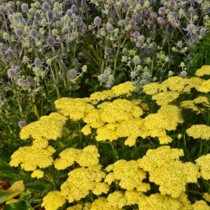 Achillea Millefolium (Yarrow) 'Sunny Seduction'