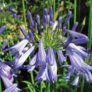 Agapanthus Praecox (African Lily) Lily of the Nile