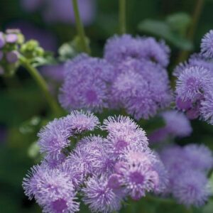 Ageratum Houstonianum 'Blue Horizon' Floss Flower