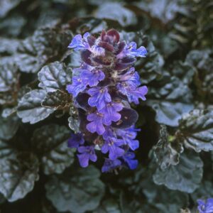 Ajuga Reptans (Bugleweed) Walberton's® 'Black Scallop'