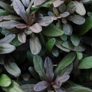 Ajuga Reptans 'Chocolate Chip' Bugleweed