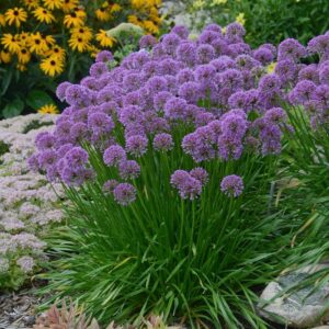 Allium Ornamental Onion