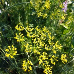 Anethum Graveolens Dill
