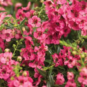 Angelonia (Summer Snapdragon) Angelface® 'Cascade Pink'