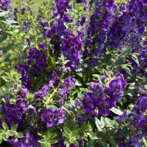 Angelonia (Summer Snapdragon) Angelface® Blue