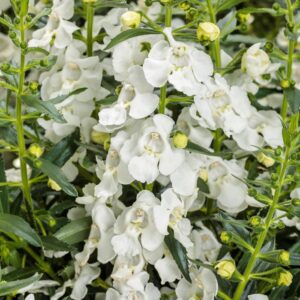 Angelonia (Summer Snapdragon) Angelface® White