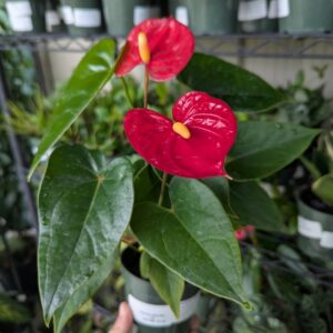 Anthurium Jambo Red
