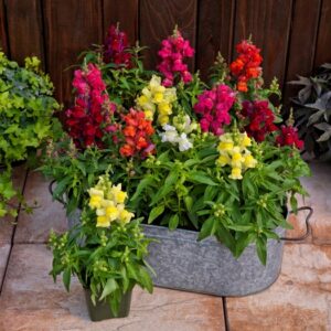 Antirrhinum (Snapdragon) Candy Tops 'Mix'