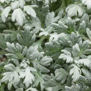 Artemisia Stelleriana 'Silver Bullet®' Wormwood