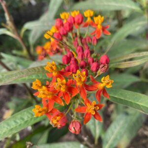 Asclepias Curassavica 'Wildfire' Milkweed