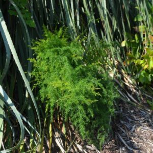 Asparagus Cathcart