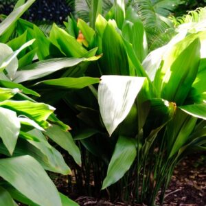 Aspidistra Elatior Cast Iron Plant