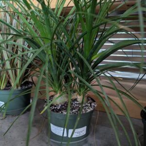 Beaucarnea Recurvata 'Palm' Ponytail