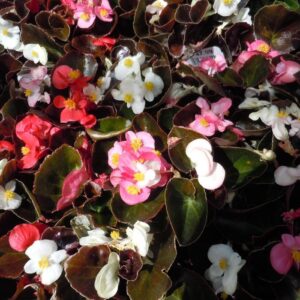Begonia semperflorens 'Red Leaf Mix' Wax Begonia