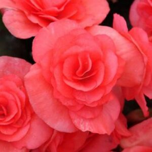 Begonia x hiemalis (Rieger Begonia) Solenia® 'Dark Pink'