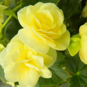 Begonia x hiemalis (Rieger Begonia) Solenia® 'Light Yellow'