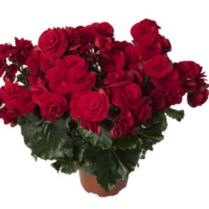 Begonia x hiemalis (Rieger Begonia) Solenia® 'Velvet Red'