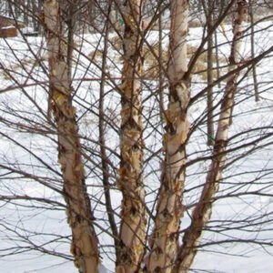 Betula Nigra 'Heritage®' River Birch