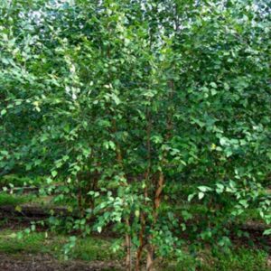 Betula Nigra Dura Heat® River Birch