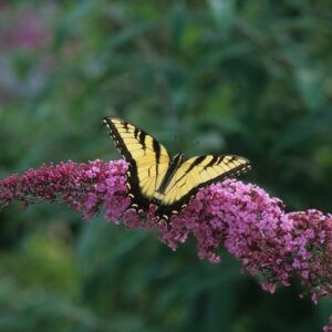 Buddleia 'Pink Delight' Butterfly Bush