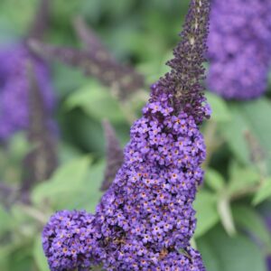 Buddleia 'Pugster Blue®' Butterfly Bush