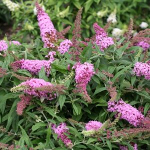 Buddleia 'SMNBDPT' Pugster Pink® Butterfly Bush