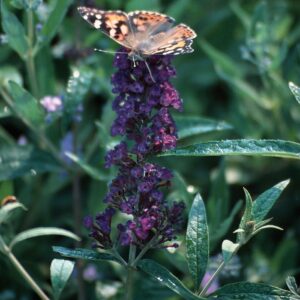 Buddleia Davidii 'Black Knight' Butterfly Bush