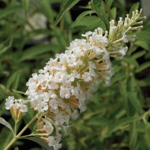 Buddleia Davidii 'Silver Frost' Butterfly Bush