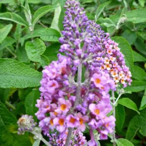 Buddleia X Weyeriana 'Bicolor' Butterfly Bush