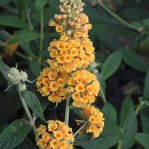 Buddleia X Weyeriana 'Honeycomb' Butterfly Bush