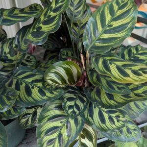 Calathea Makoyana Color Full® 'Peacock' Prayer Plant