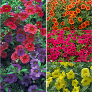 Calibrachoa (Million Bells) Colorburst Pro™ 'Series'