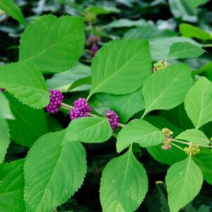 Callicarpa Americana Beautyberry