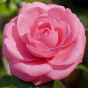 Camellia Japonica 'Jerry Hill' Jerry Hill Camellia