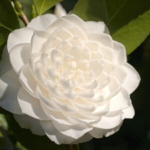 Camellia Japonica 'Seafoam'
