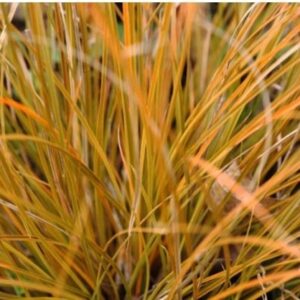 Carex 'Grass' Prairie Fire
