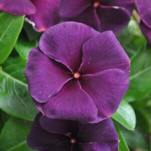 Catharanthus (Vinca) 'Quasar Deep Space Blue'