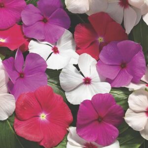 Catharanthus roseus (Annual Vinca; Periwinkle) Cora® Cascade XDR Mix