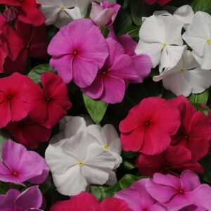 Catharanthus roseus (Annual Vinca; Periwinkle) Pacifica XP 'Mystic Mix'