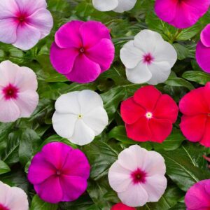 Catharanthus roseus (Vinca, Periwinkle) Blockbuster™ Mix
