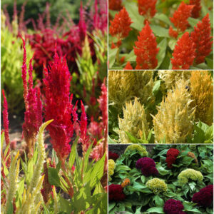 Celosia Cockscomb