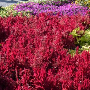 Celosia argentea pulmosa 'Dragon's Breath' Cockscomb