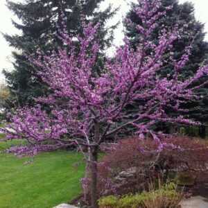 Cercis Canadensis Eastern Redbud